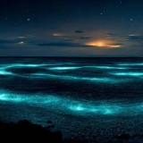 Bioluminescent plankton